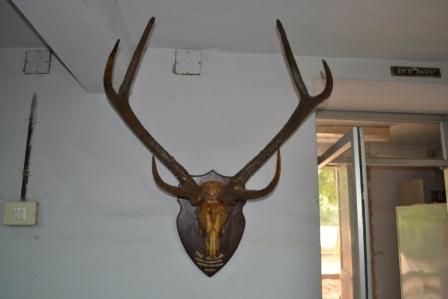  Deer skul