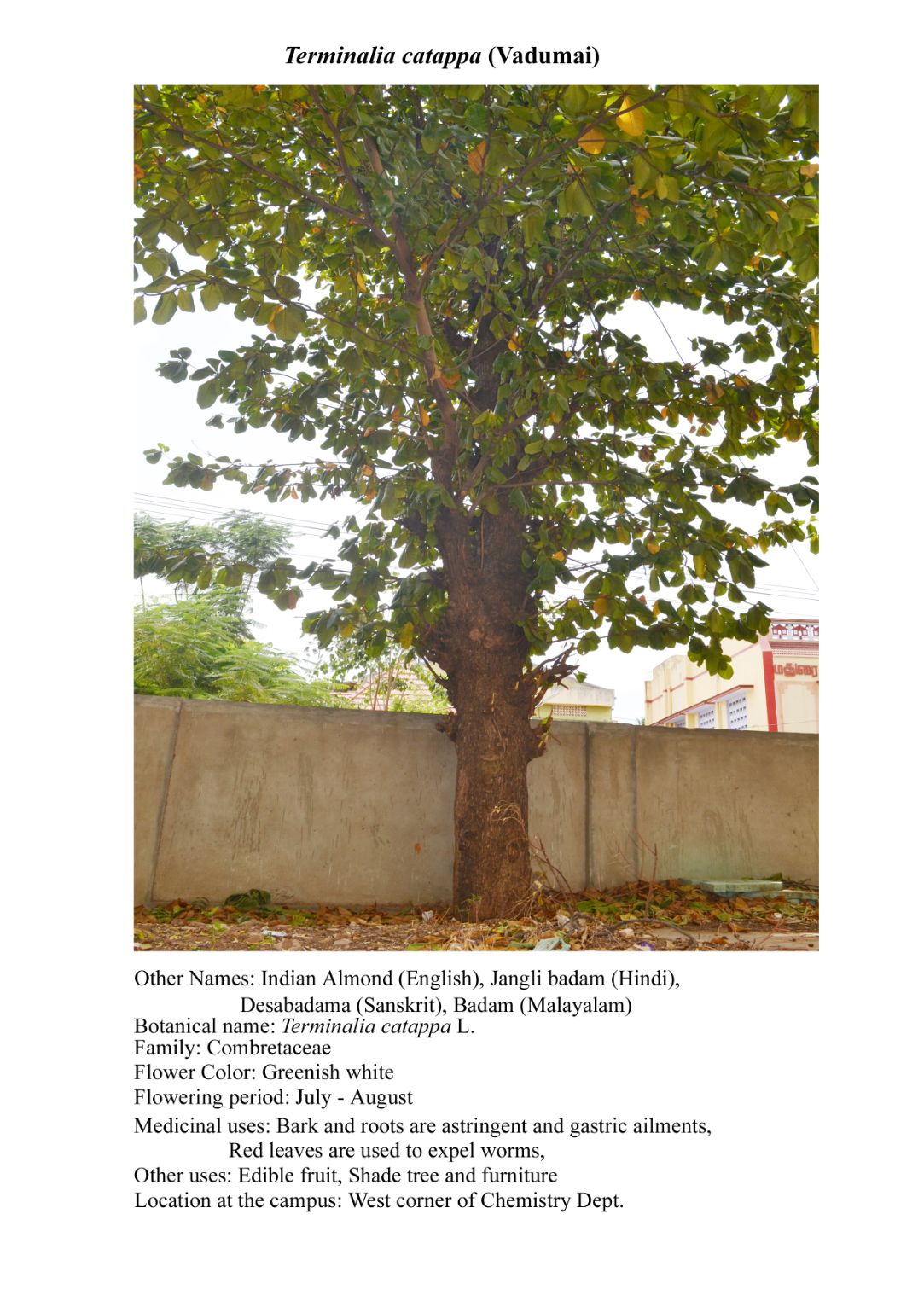 Campus Tree 52.jpg